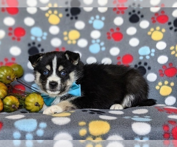 Medium Photo #4 Pomsky Puppy For Sale in CHRISTIANA, PA, USA