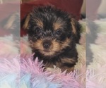 Small Photo #198 Yorkshire Terrier Puppy For Sale in AKRON, OH, USA