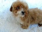 Small Photo #6 Bichon Frise Puppy For Sale in DOUGLAS, GA, USA