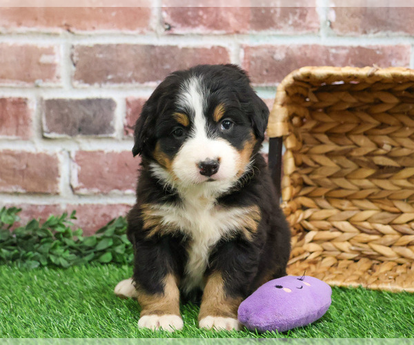 Medium Photo #2 Bernese Mountain Dog Puppy For Sale in SYRACUSE, IN, USA