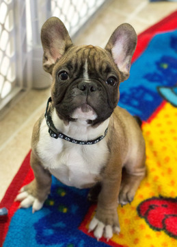 Medium Photo #1 French Bulldog Puppy For Sale in BAY VIEW, WI, USA