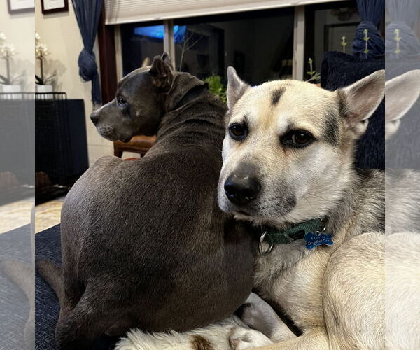 Medium Photo #14 Siberian Husky-Unknown Mix Puppy For Sale in Fargo, ND, USA