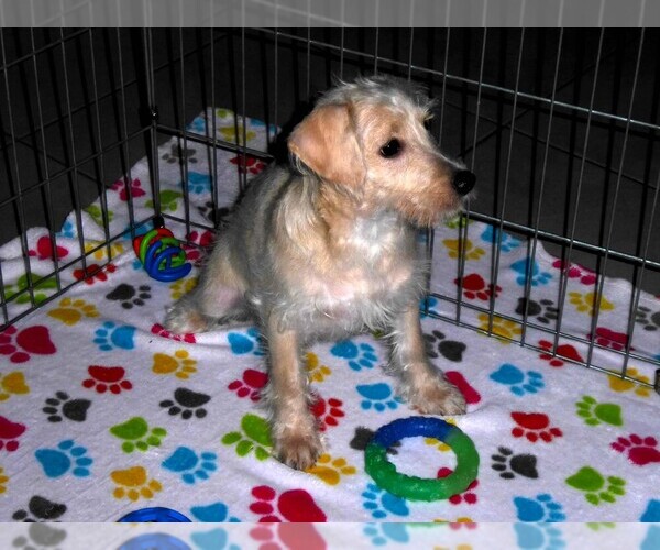 Medium Photo #4 Schnoodle (Miniature) Puppy For Sale in ORO VALLEY, AZ, USA