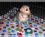 Small #3 Schnoodle (Miniature)