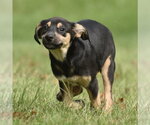 Small Photo #9 Australian Shepherd-Unknown Mix Puppy For Sale in Mechanicsburg, PA, USA