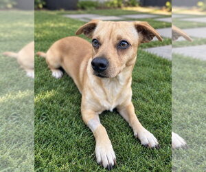Canelo - Male Chiweenie Dog for Adoption - Photo #2