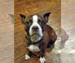 Small Photo #3 Boston Terrier Puppy For Sale in Little Elm, TX, USA