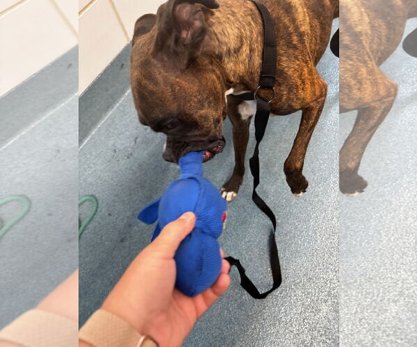 Medium Photo #2 Boxer Puppy For Sale in  Katy, TX, USA