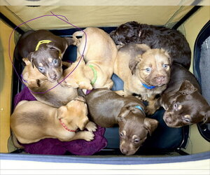 Octavia- Belles & Beau Litter - Female American Staffordshire Terrier-Unknown Mix Dog for Adoption - Photo #4