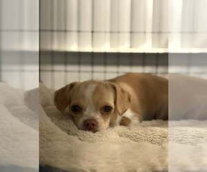 Chihuahua-Unknown Mix Dogs for adoption in Visalia, CA, USA