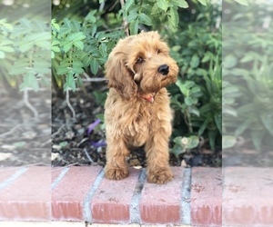 Australian Labradoodle Puppy for sale in RIVERSIDE, CA, USA