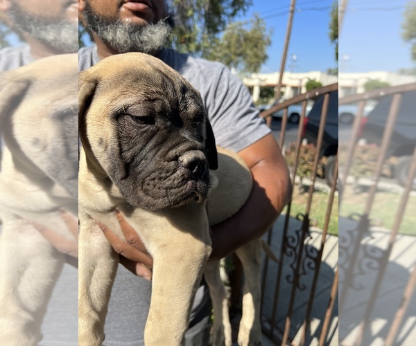 Medium Photo #21 Bullmastiff Puppy For Sale in LOS ANGELES, CA, USA