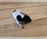 Small Photo #21 German Shorthaired Pointer Puppy For Sale in EVANSVILLE, WY, USA