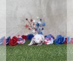 Puppy Oreo Dalmatian