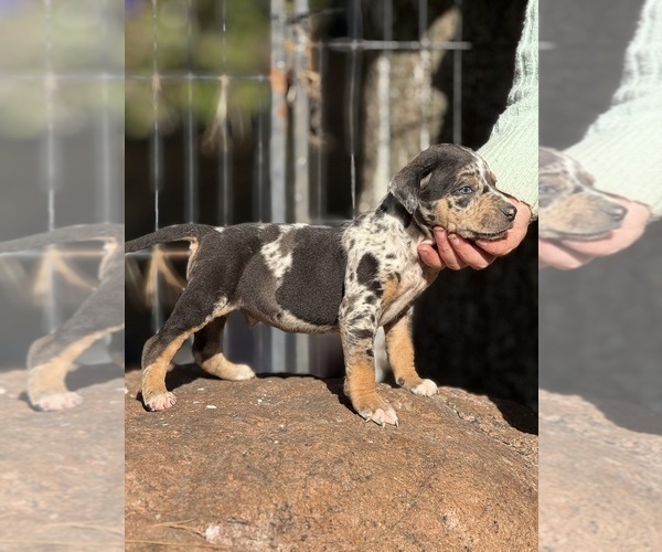 Medium Photo #42 Catahoula Leopard Dog Puppy For Sale in BUSHNELL, IL, USA