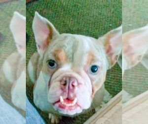 English Bulldog-French Bulldog Mix Dog for Adoption in DALLAS, Texas USA