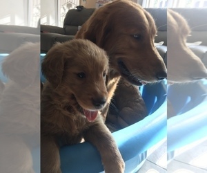 Golden Retriever Puppy for sale in SANTA ANA, CA, USA