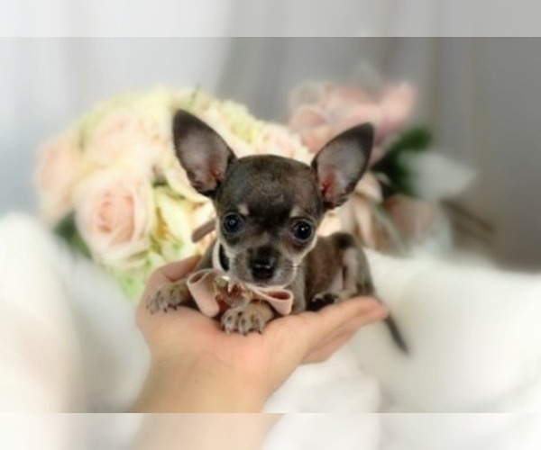Medium Photo #9 Chihuahua Puppy For Sale in FORT LAUDERDALE, FL, USA