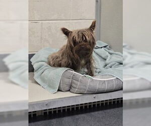Mutt Dogs for adoption in Glen Allen, VA, USA
