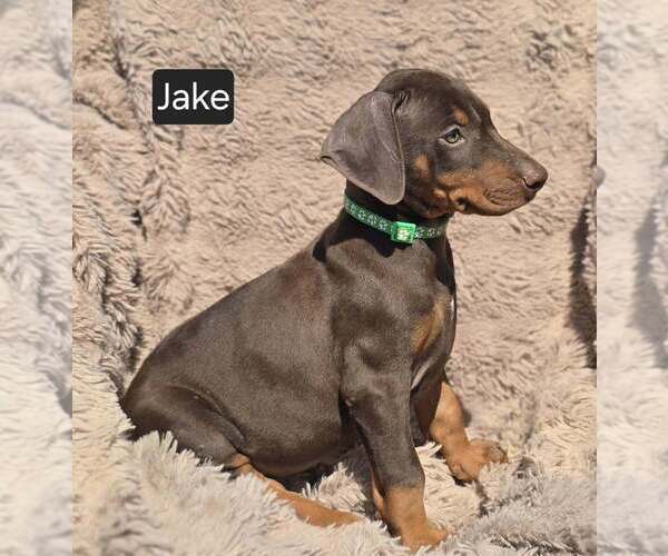 Medium Photo #6 Doberman Pinscher Puppy For Sale in POMEROY, OH, USA