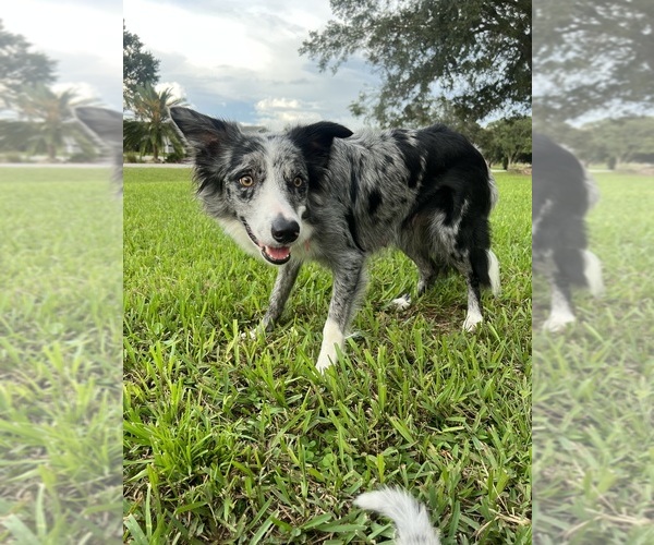 Medium Photo #1 Border Collie Puppy For Sale in WILDWOOD, FL, USA