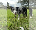 Small Photo #1 Border Collie Puppy For Sale in WILDWOOD, FL, USA