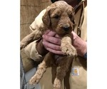 Small Photo #7 Goldendoodle Puppy For Sale in FULTON, MO, USA