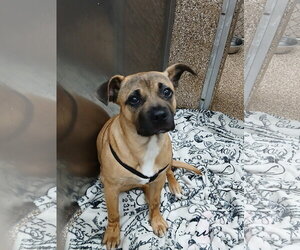 Puggle Dogs for adoption in Martinsburg, WV, USA