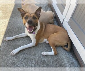 American Staffordshire Terrier-Unknown Mix Dogs for adoption in Berkeley, CA, USA