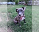Small #2 Staffordshire Bull Terrier