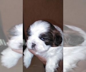 Shih Tzu Puppy for sale in TRENTON, FL, USA
