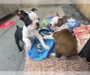 Boston Terrier Puppy for sale in WARWICK, RI, USA