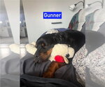 Small #4 Rottweiler