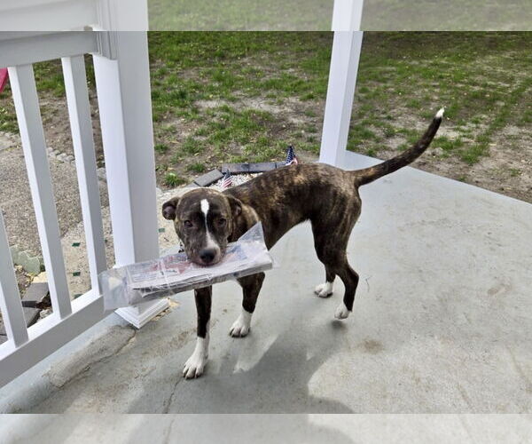 Medium Photo #2 Mutt Puppy For Sale in Mount Laurel, NJ, USA