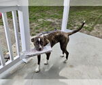 Small #1 Mutt