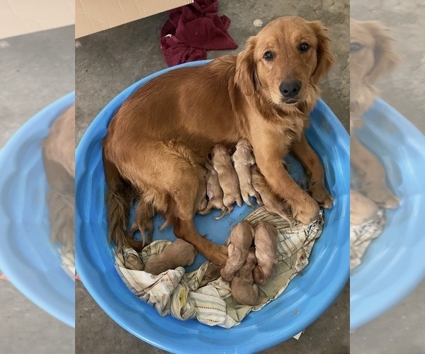Medium Photo #1 Golden Retriever Puppy For Sale in FAIR PLAY, SC, USA