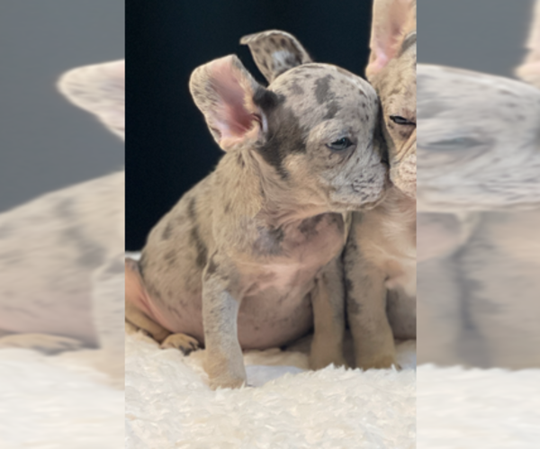 Medium Photo #2 French Bulldog Puppy For Sale in ENCINO, CA, USA