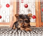 Small #1 Yorkshire Terrier