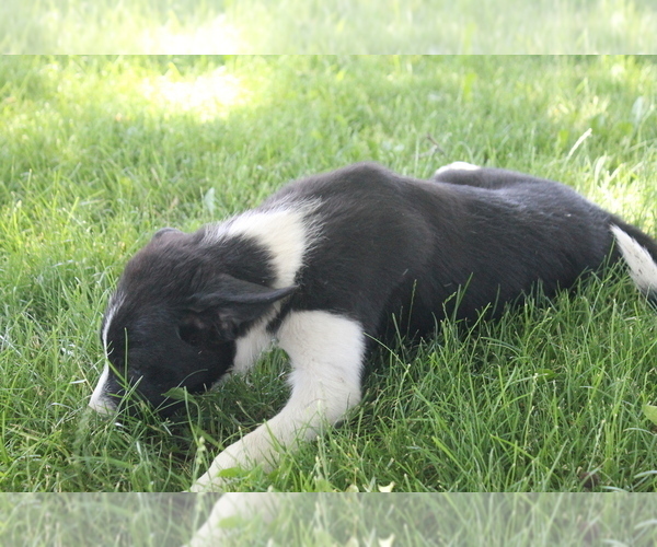 Medium Photo #2 Border Collie Puppy For Sale in VALLEY, WA, USA