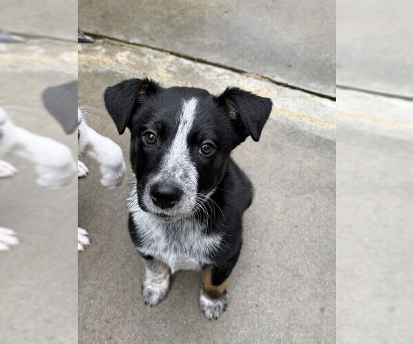 Medium Photo #1 Catahoula Leopard Dog-Unknown Mix Puppy For Sale in Elmsford, NY, USA