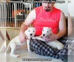 Small Photo #108 Dogo Argentino Puppy For Sale in PINEVILLE, MO, USA