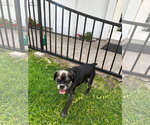 Small #12 Pug Mix