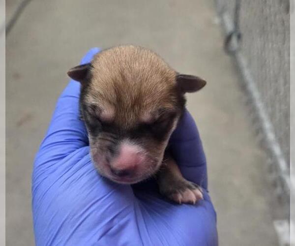 Medium Photo #1 German Shepherd Dog Puppy For Sale in HESPERIA, CA, USA