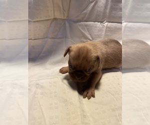Brussels Griffon Puppy for sale in CHICAGO, IL, USA