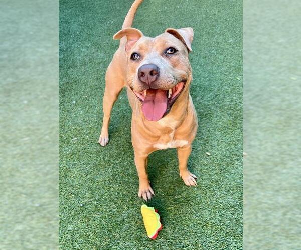 Medium Photo #1 Labrador Retriever-Unknown Mix Puppy For Sale in San Francisco, CA, USA