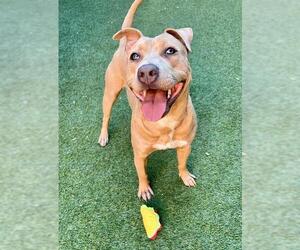 Labrador Retriever-Unknown Mix Dogs for adoption in San Francisco, CA, USA