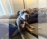 Small #35 American Staffordshire Terrier Mix