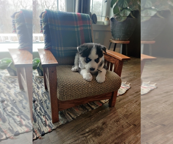 Medium Photo #13 Siberian Husky Puppy For Sale in AUBURN, NY, USA