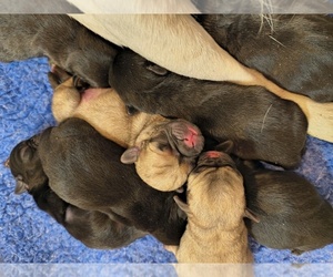 Pug Puppy for sale in MAXWELL, NM, USA