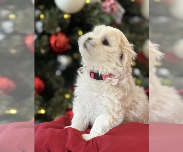 Medium Photo #1 Havashu Puppy For Sale in LAVINIA, TN, USA